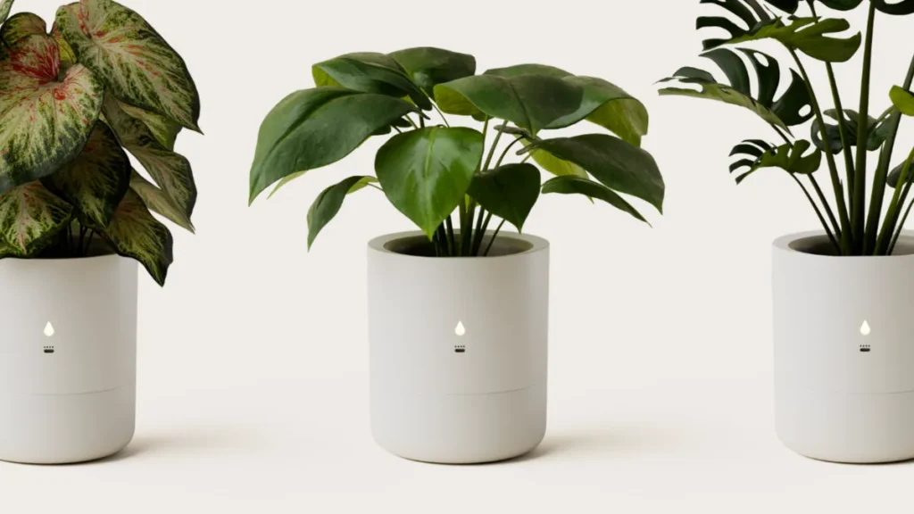 pot leafypod